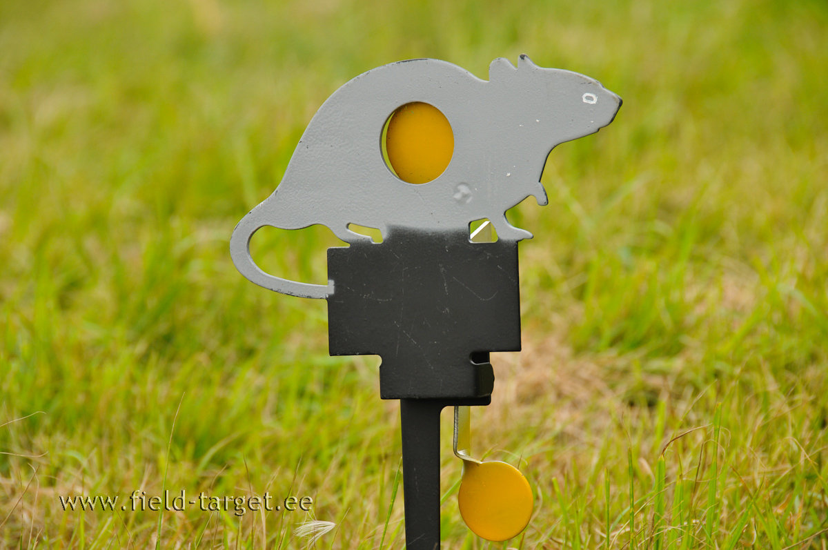 Kõõrdsilmne Hallrott